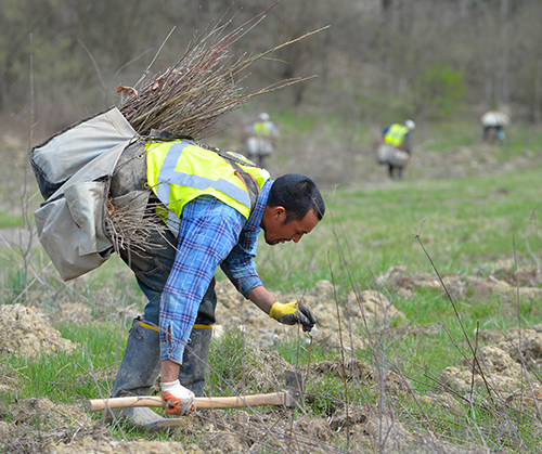 Fernwood_Planting2